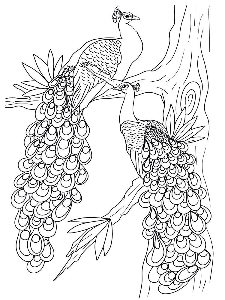 Crafter's Companion Card Front Colouring Pads Floral Flight (CC-COLPAD5-FLFL)