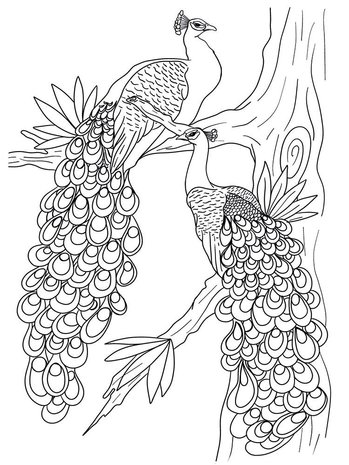 Crafter's Companion Card Front Colouring Pads Floral Flight (CC-COLPAD5-FLFL)