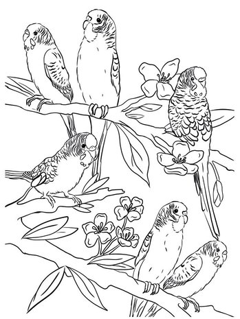 Crafter's Companion Card Front Colouring Pads Floral Flight (CC-COLPAD5-FLFL)