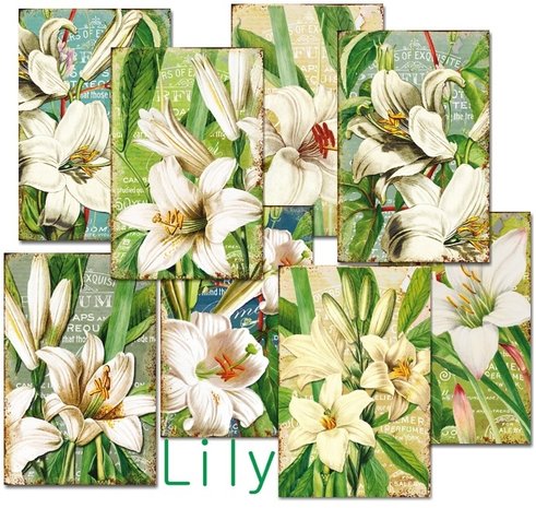 Decorer Lily Paper Pack (7x10,8cm) (DECOR-M102) Decorer Lily Paper Pack (7x10,8cm) (DECOR-M102)