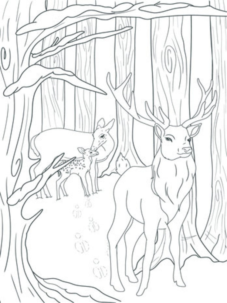 Crafter's Companion Card Front Colouring Pads Winter Scenes (CC-COLPAD-WISC)