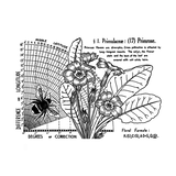 Crafty Individuals Primrose Unmounted Rubber Stamps (CI-621)