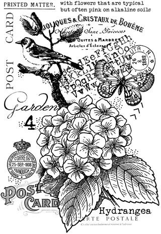 Woodware Hydrangea Clear Stamps (FRS981) Woodware Hydrangea Clear Stamps (FRS981)