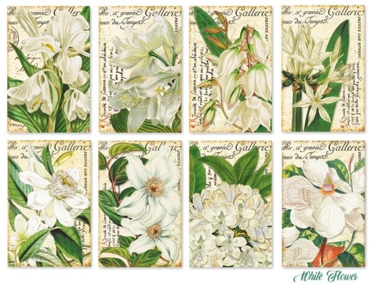 Decorer White Flower Paper Pack (7x10,8cm) (DECOR-M120) Decorer White Flower Paper Pack (7x10,8cm) (DECOR-M120)