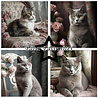 Paper Favourites Shabby Cats 6x6 Inch Paper Pack (PF281) Paper Favourites Shabby Cats 6x6 Inch Paper Pack (PF281)