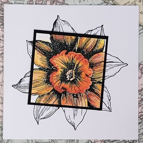 IndigoBlu Big Daffodil A6 Rubber Stamps (IND1270) IndigoBlu Big Daffodil A6 Rubber Stamps (IND1270)