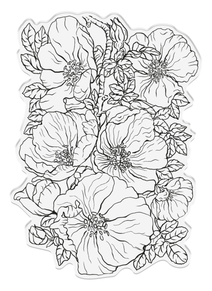Sheena Bold Florals Clear Stamp Wild Roses (SD-ITF-BF-STP-WR) Sheena Bold Florals Clear Stamp Wild Roses (SD-ITF-BF-STP-WR)