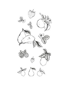 Sizzix Clear Stamps Botanical Fruit (666611) Sizzix Clear Stamps Botanical Fruit (666611)