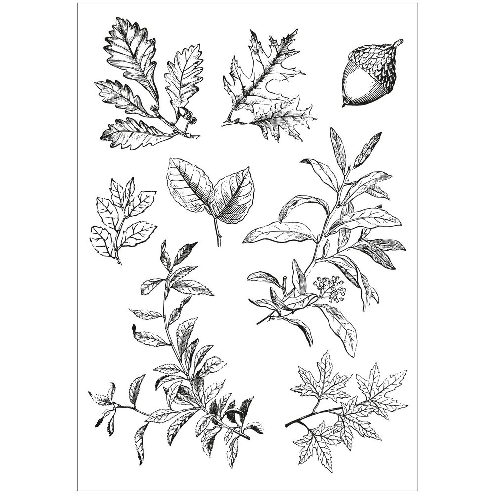 Sizzix Clear Stamps with Framelits Forever Leaves (666706) Sizzix Clear Stamps with Framelits Forever Leaves (666706)