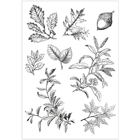 Sizzix Clear Stamps with Framelits Forever Leaves (666706) Sizzix Clear Stamps with Framelits Forever Leaves (666706)