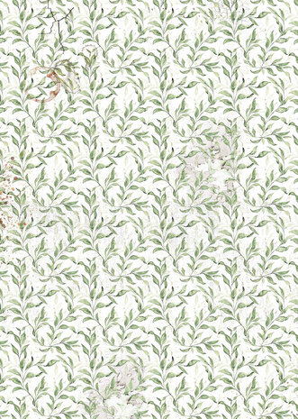 Ciao Bella Papercrafting Cabinet of curiosities A4 Vellum Paper (CBV024) Ciao Bella Papercrafting Cabinet of curiosities A4 Vellum Paper (CBV024)