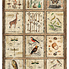 Ciao Bella Papercrafting Cabinet of curiosities A4 Mixed Rice Papers (CBRA001) Ciao Bella Papercrafting Cabinet of curiosities A4 Mixed Rice Papers (CBRA001)