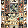 Ciao Bella Papercrafting Cabinet of curiosities A4 Mixed Rice Papers (CBRA001) Ciao Bella Papercrafting Cabinet of curiosities A4 Mixed Rice Papers (CBRA001)