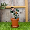 Crafter's Companion Arts 'n Flowers Garden Florals Metal Dies Mountain Peony (SCC-AF-GFL-MD-MOPE) (OUTLET) Crafter's Companion Arts 'n Flowers Garden Florals Metal Dies Mountain Peony (SCC-AF-GFL-MD-MOPE) (OUTLET)