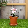 Crafter's Companion Arts 'n Flowers Garden Florals Metal Dies Lily (SCC-AF-GFL-MD-LILY) (OUTLET) Crafter's Companion Arts 'n Flowers Garden Florals Metal Dies Lily (SCC-AF-GFL-MD-LILY) (OUTLET)