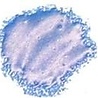 Cosmic Shimmer Blaze Embossing Powder Navy Viola 20ml (CSEPNAVY) (OUTLET) Cosmic Shimmer Blaze Embossing Powder Navy Viola 20ml (CSEPNAVY) (OUTLET)