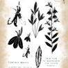 Tracy Evans PRE-ORDER Lobelia A6 Clear Stamp (TE046) Tracy Evans PRE-ORDER Lobelia A6 Clear Stamp (TE046)