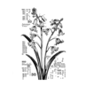 Crafty Individuals Counting Bluebells Unmounted Rubber Stamps (CI-572) (OUTLET) Crafty Individuals Counting Bluebells Unmounted Rubber Stamps (CI-572) (OUTLET)