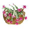 Spellbinders Christmas Cactus Etched Dies (S4-1111) (OUTLET) Spellbinders Christmas Cactus Etched Dies (S4-1111) (OUTLET)