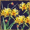 Decorer Nighttime 8x8 Inch Paper Pack (DECOR-B39-437) (OUTLET) Decorer Nighttime 8x8 Inch Paper Pack (DECOR-B39-437) (OUTLET)