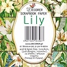 Decorer Lily Mini Paper Pack (DECOR-M102) (OUTLET) Decorer Lily Mini Paper Pack (DECOR-M102) (OUTLET)