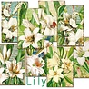 Decorer Lily Mini Paper Pack (DECOR-M102) (OUTLET) Decorer Lily Mini Paper Pack (DECOR-M102) (OUTLET)