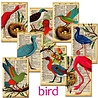 Decorer Bird Mini Paper Pack (DECOR-M99) (OUTLET) Decorer Bird Mini Paper Pack (DECOR-M99) (OUTLET)