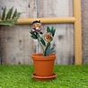 Crafter's Companion Arts 'n Flowers Garden Florals Metal Dies Mountain Peony (SCC-AF-GFL-MD-MOPE) (OUTLET) Crafter's Companion Arts 'n Flowers Garden Florals Metal Dies Mountain Peony (SCC-AF-GFL-MD-MOPE) (OUTLET)