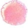 Cosmic Shimmer Aurora Embossing Powder Mallow Flame 20ml (CSEPMAL) (OUTLET) Cosmic Shimmer Aurora Embossing Powder Mallow Flame 20ml (CSEPMAL) (OUTLET)