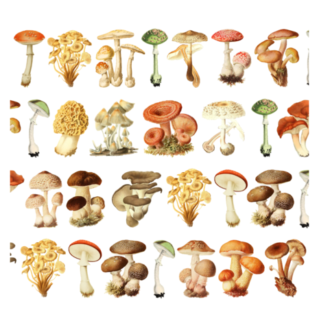 Penpaling Paula Mushrooms PET Tape (PET034) Penpaling Paula Mushrooms PET Tape (PET034)