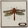 IndigoBlu Giant Dragonfly A6 Rubber Stamps (IND0417) (OUTLET) IndigoBlu Giant Dragonfly A6 Rubber Stamps (IND0417) (OUTLET)
