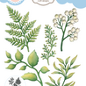 Elizabeth Craft Designs PRE-ORDER Bohemian Rose Dies Fern & Greenery (2308) Elizabeth Craft Designs PRE-ORDER Bohemian Rose Dies Fern & Greenery (2308)