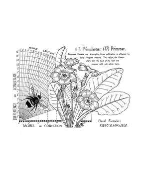 Crafty Individuals Primrose (17) Unmounted Rubber Stamps (CI-621) (OUTLET)