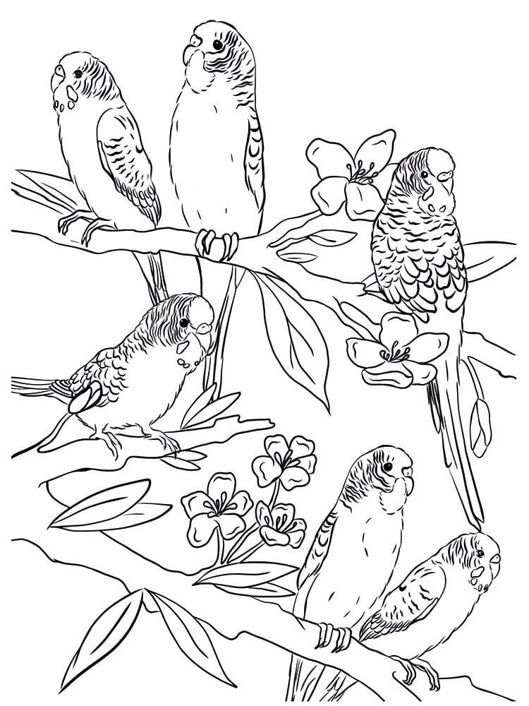 Crafter's Companion Card Front Colouring Pads Floral Flight (CC-COLPAD5-FLFL) (OUTLET) Crafter's Companion Card Front Colouring Pads Floral Flight (CC-COLPAD5-FLFL) (OUTLET)