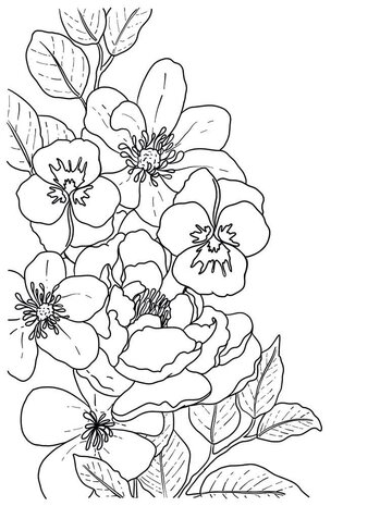 Crafter's Companion Card Front Colouring Pads Butterflies And Botanics (CC-COLPAD5-BUBO) (OUTLET)