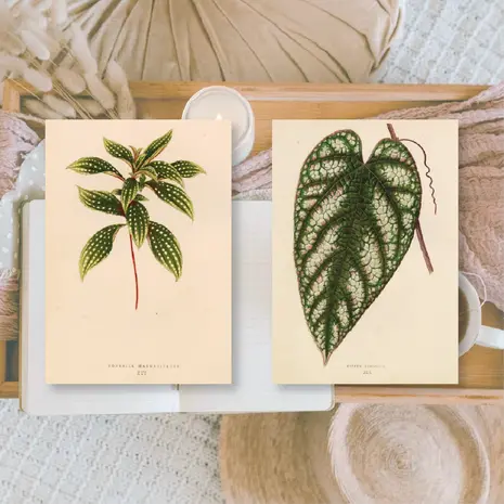 Plan & Plot Studio Botanicals 1 Ephemera Paper (7,4x10,5 cm) (EP-A7-002)