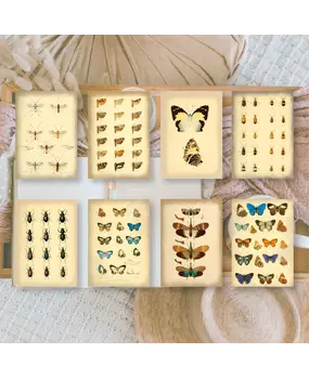 Plan & Plot Studio Vintage Insects Ephemera Paper (7,4x10,5 cm) (SP-A7-003)
