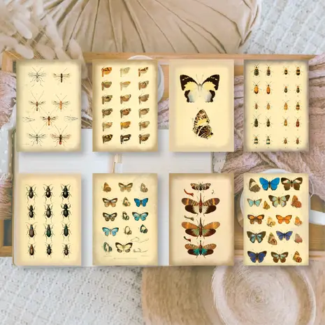 Plan & Plot Studio Vintage Insects Ephemera Paper (7,4x10,5 cm) (SP-A7-003)