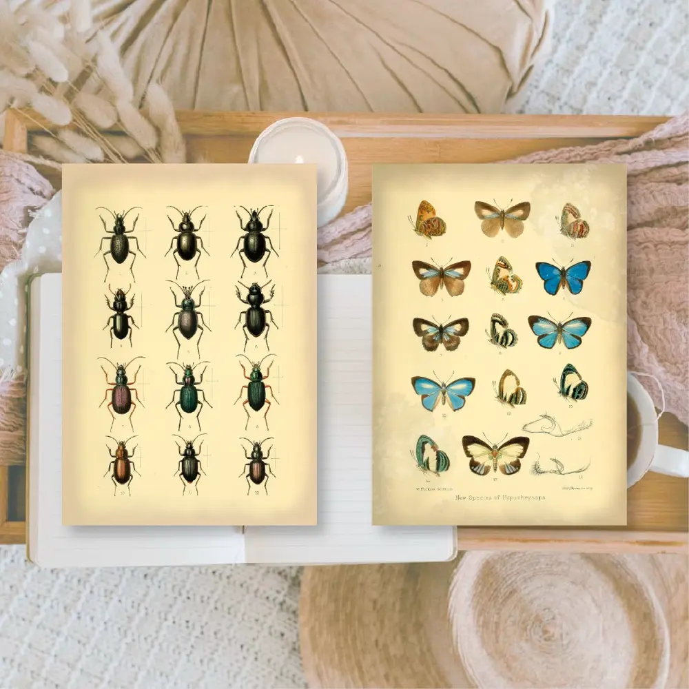Plan & Plot Studio Vintage Insects Ephemera Paper (7,4x10,5 cm) (SP-A7-003)