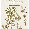 Craft Consortium Vintage Summer A6 Clear Stamps Hummingbird by Olena Kovalova (CCSTMP103) Craft Consortium Vintage Summer A6 Clear Stamps Hummingbird by Olena Kovalova (CCSTMP103)
