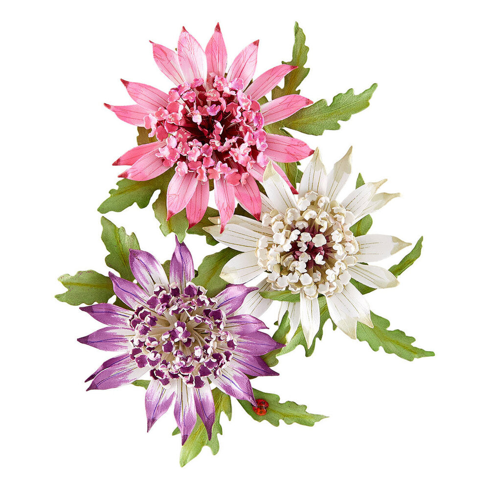 Spellbinders Serenity Garden Astrantia Dies (S5-711) Spellbinders Serenity Garden Astrantia Dies (S5-711)