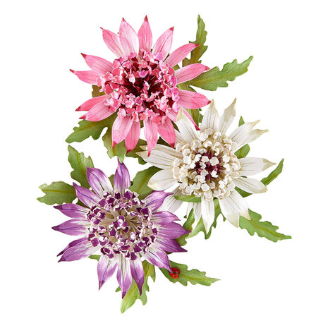 Spellbinders Serenity Garden Astrantia Dies (S5-711) Spellbinders Serenity Garden Astrantia Dies (S5-711)