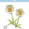 Elizabeth Craft Designs Bloom Wildly Dies Blackfoot Daisy (2378) Elizabeth Craft Designs Bloom Wildly Dies Blackfoot Daisy (2378)