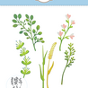 Elizabeth Craft Designs Bloom Wildly Dies Floral Greenery 4 (2379) Elizabeth Craft Designs Bloom Wildly Dies Floral Greenery 4 (2379)