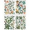 Arden Creative Studio PRE-ORDER Home & Garden Laser Cuts Foliage (ACSLC0015) Arden Creative Studio PRE-ORDER Home & Garden Laser Cuts Foliage (ACSLC0015)