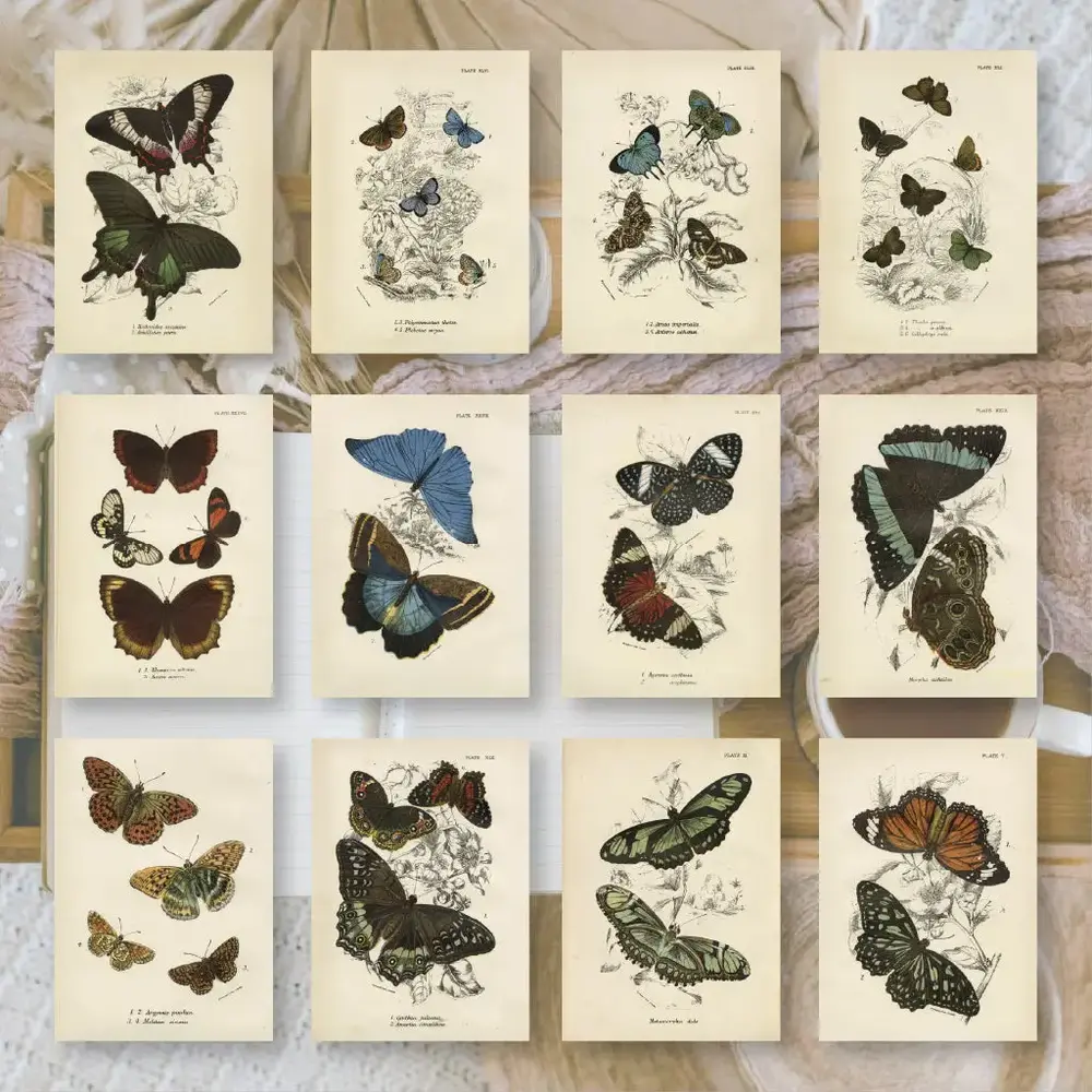 Plan & Plot Studio Butterflies Ephemera Paper (7,4x10,5 cm) (EP-A7-006) Plan & Plot Studio Butterflies Ephemera Paper (7,4x10,5 cm) (EP-A7-006)