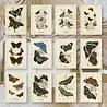 Plan & Plot Studio Butterflies Ephemera Paper (7,4x10,5 cm) (EP-A7-006) Plan & Plot Studio Butterflies Ephemera Paper (7,4x10,5 cm) (EP-A7-006)