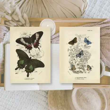 Plan & Plot Studio Butterflies Ephemera Paper (7,4x10,5 cm) (EP-A7-006) Plan & Plot Studio Butterflies Ephemera Paper (7,4x10,5 cm) (EP-A7-006)