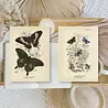 Plan & Plot Studio Butterflies Ephemera Paper (7,4x10,5 cm) (EP-A7-006) Plan & Plot Studio Butterflies Ephemera Paper (7,4x10,5 cm) (EP-A7-006)