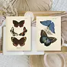 Plan & Plot Studio Butterflies Ephemera Paper (7,4x10,5 cm) (EP-A7-006) Plan & Plot Studio Butterflies Ephemera Paper (7,4x10,5 cm) (EP-A7-006)